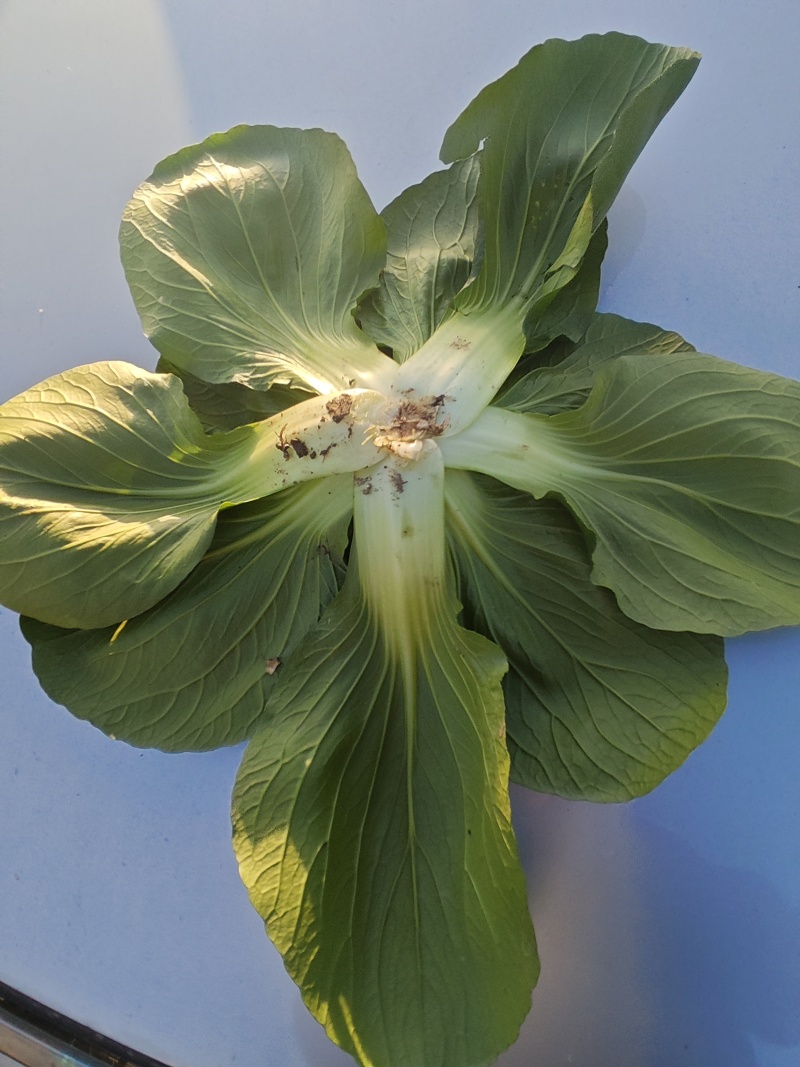 如皋黑塌菜