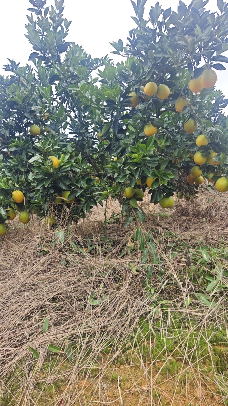 正宗富晒纽荷尔脐橙