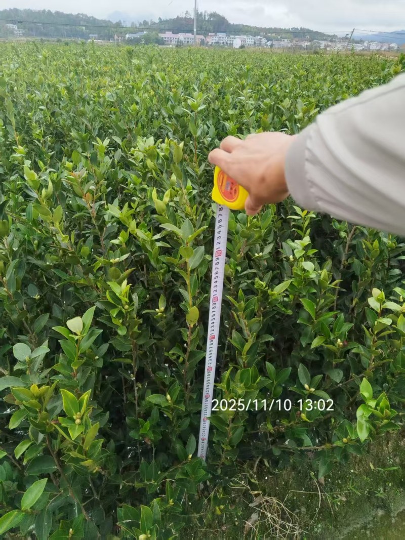 湘林系.长林系列油茶裸根苗.杯苗基地直销手续齐全