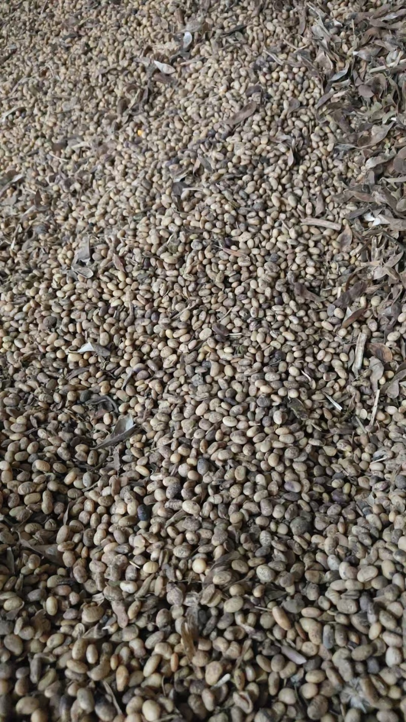 闰产本地大豆，进口大豆，东北大豆，总有一款适合你
