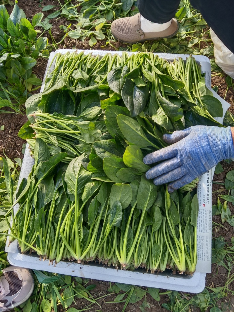 精品小叶菠菜产地直发