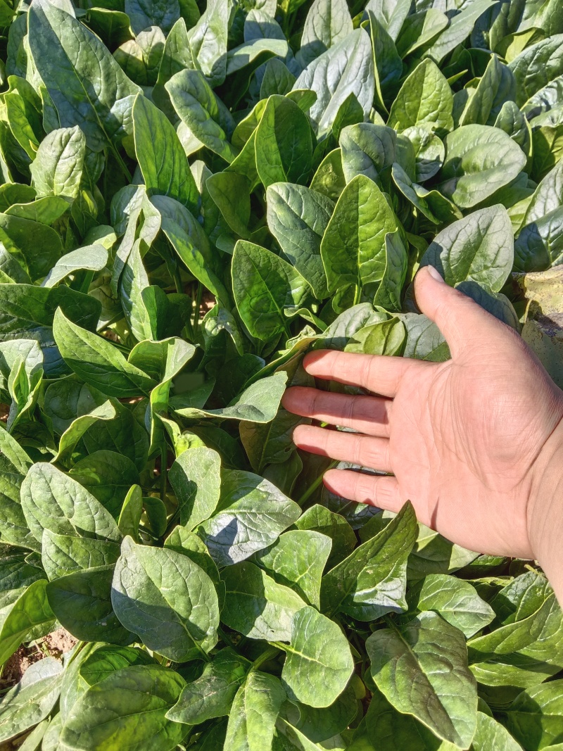 精品小叶菠菜产地直发