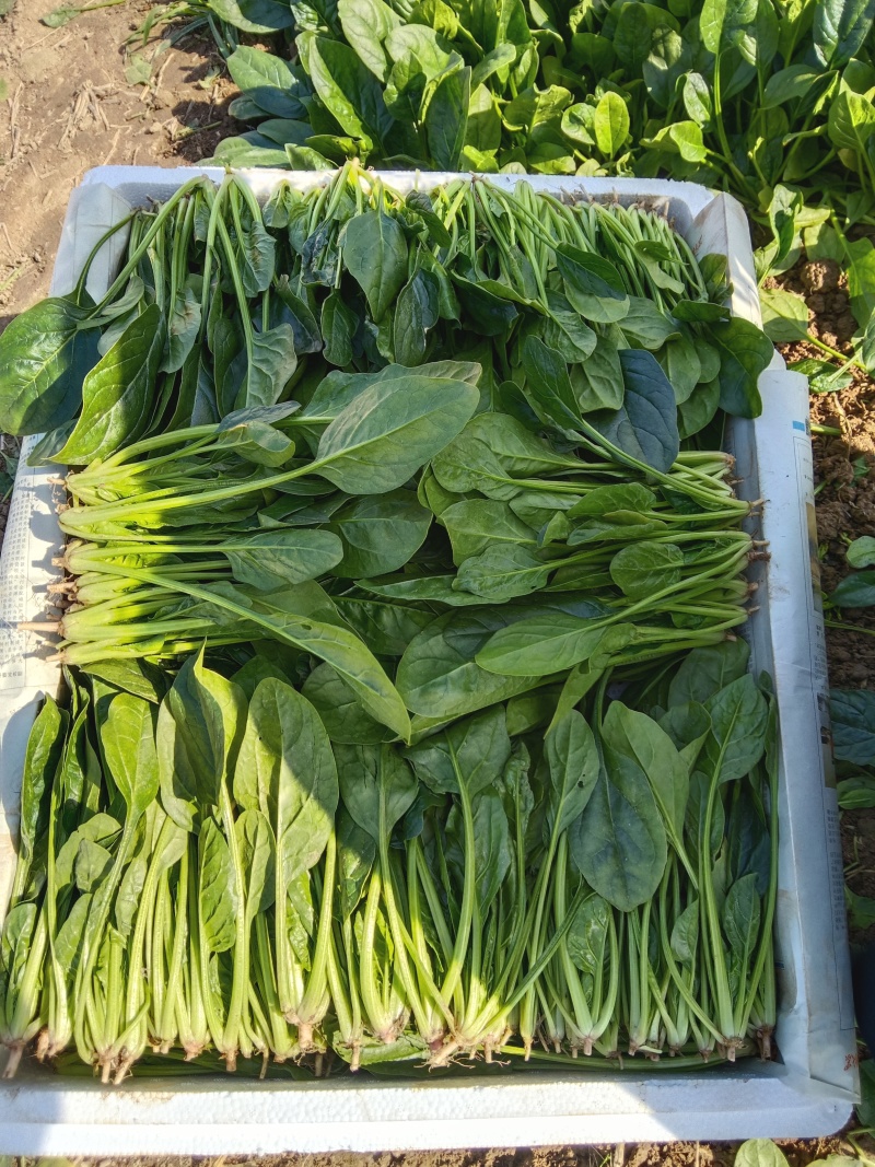 精品小叶菠菜产地直发