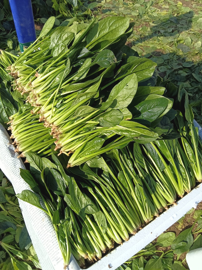 精品小叶菠菜产地直发