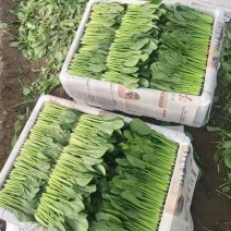 精品小叶菠菜产地直发