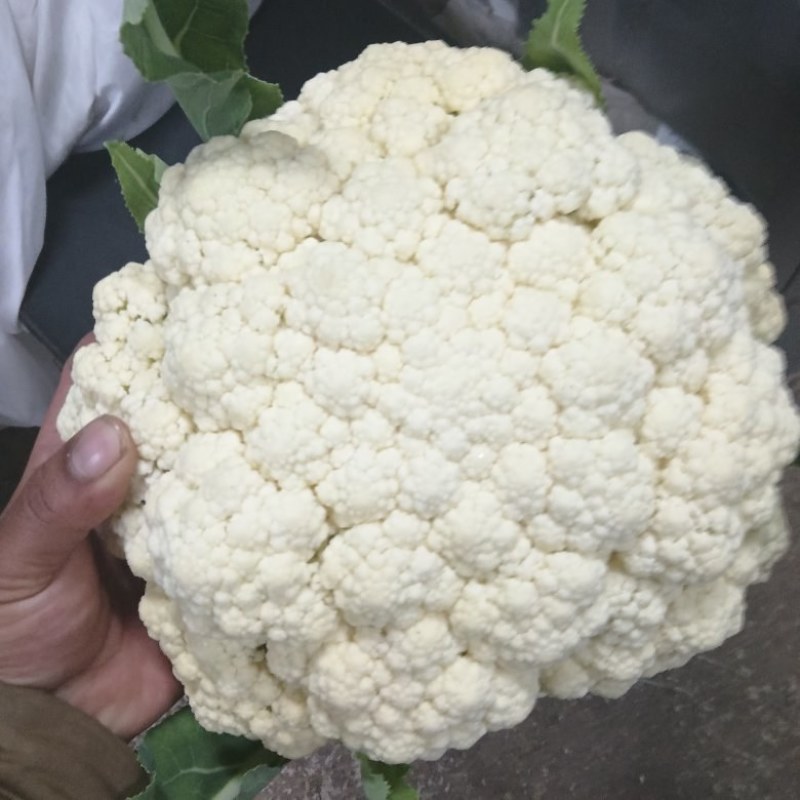 徐州菜花大量上市需要的联系