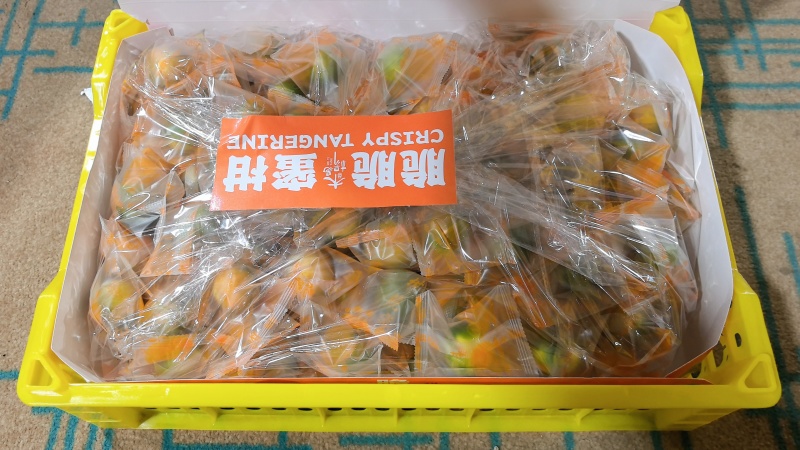 广西融安脆蜜金桔