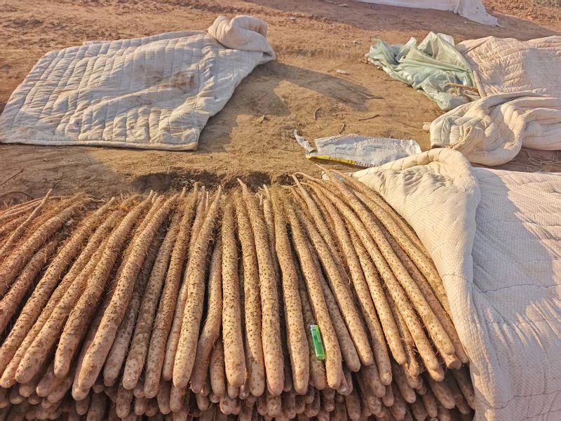 河北铁棍山药新鲜上市价格美丽对接全国量大从优欢迎采购
