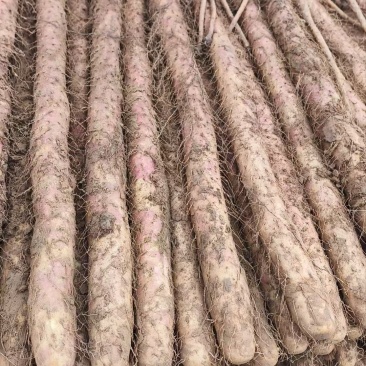 河北铁棍山药新鲜上市价格美丽对接全国量大从优欢迎采购