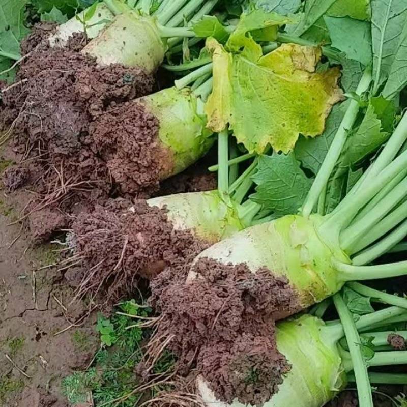 大头菜。无冰口。皮毛光亮。