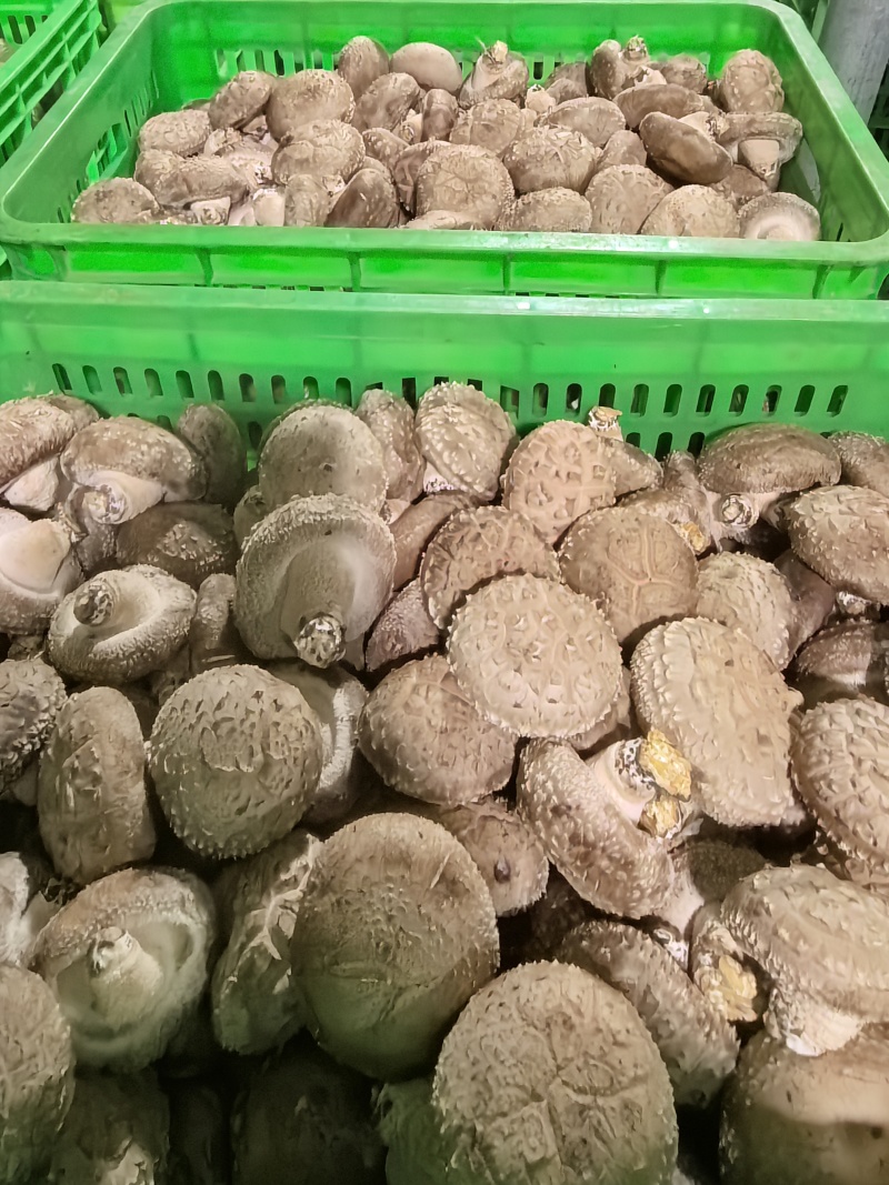 河北香菇