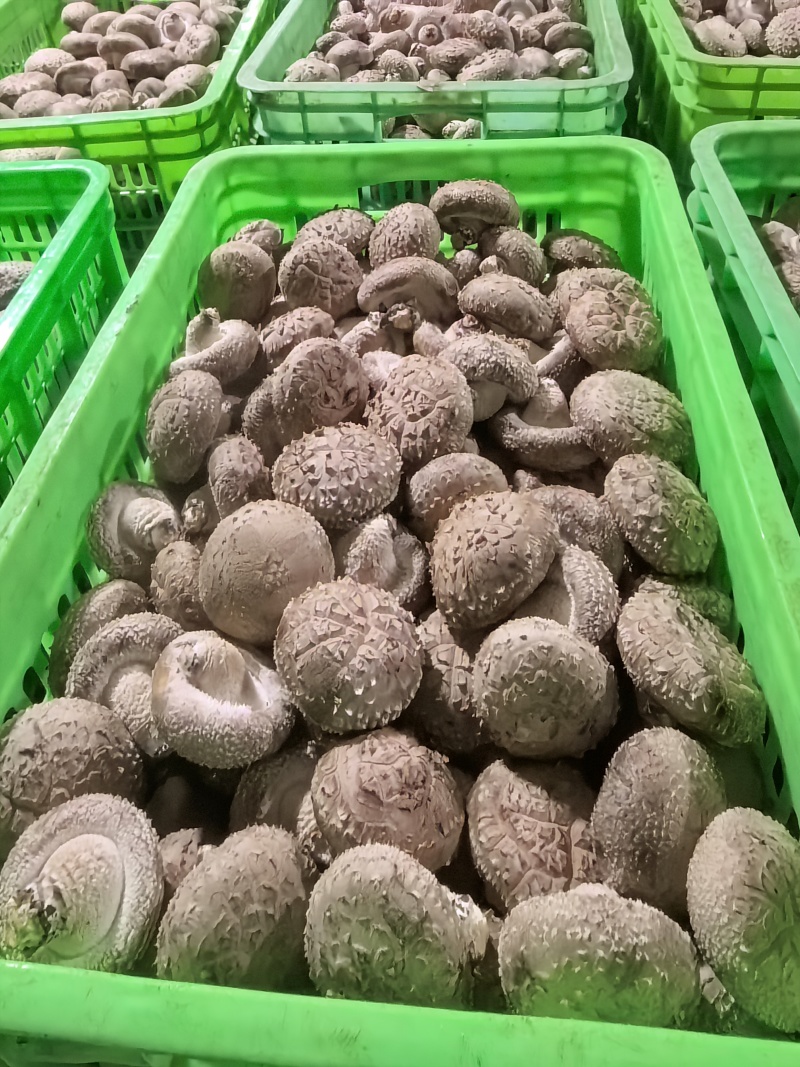 河北香菇