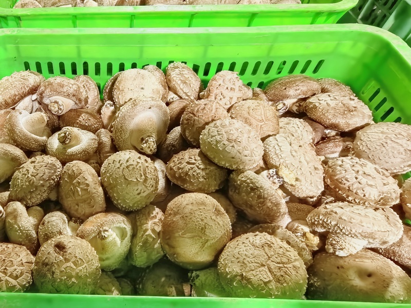 河北香菇