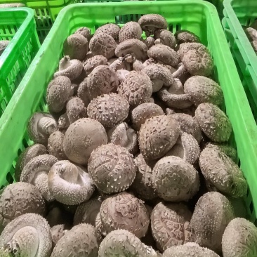 河北香菇