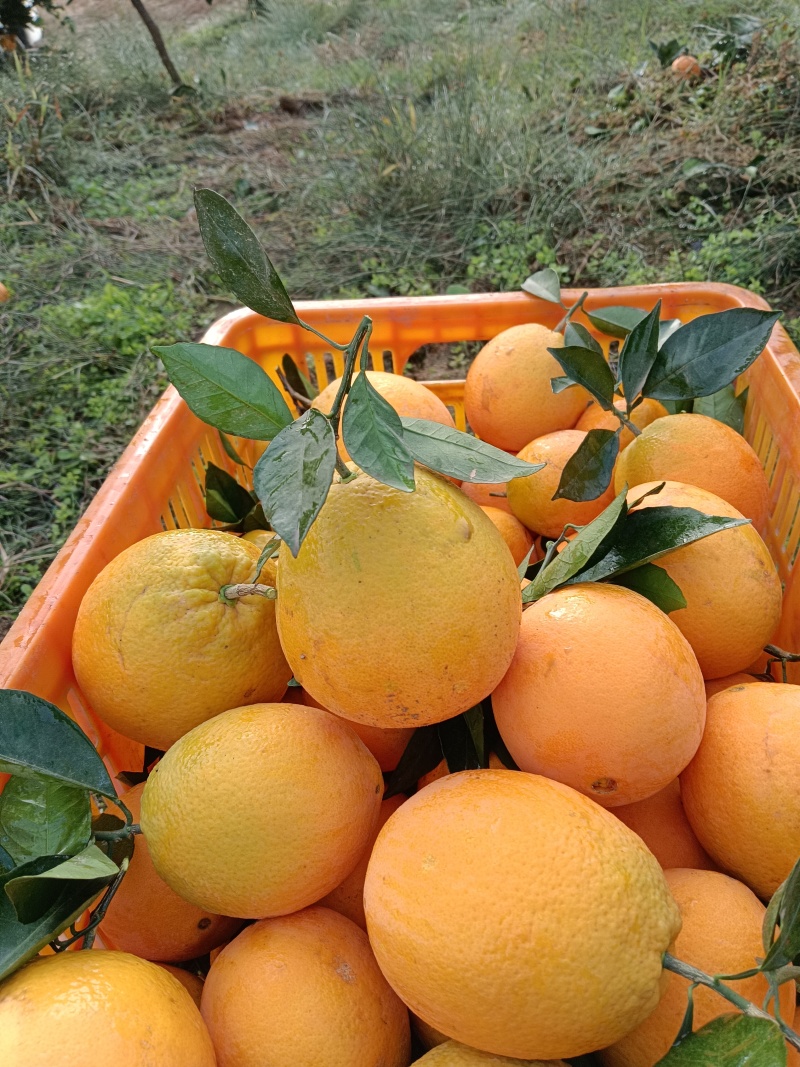 世纪红，高山蜜橘，