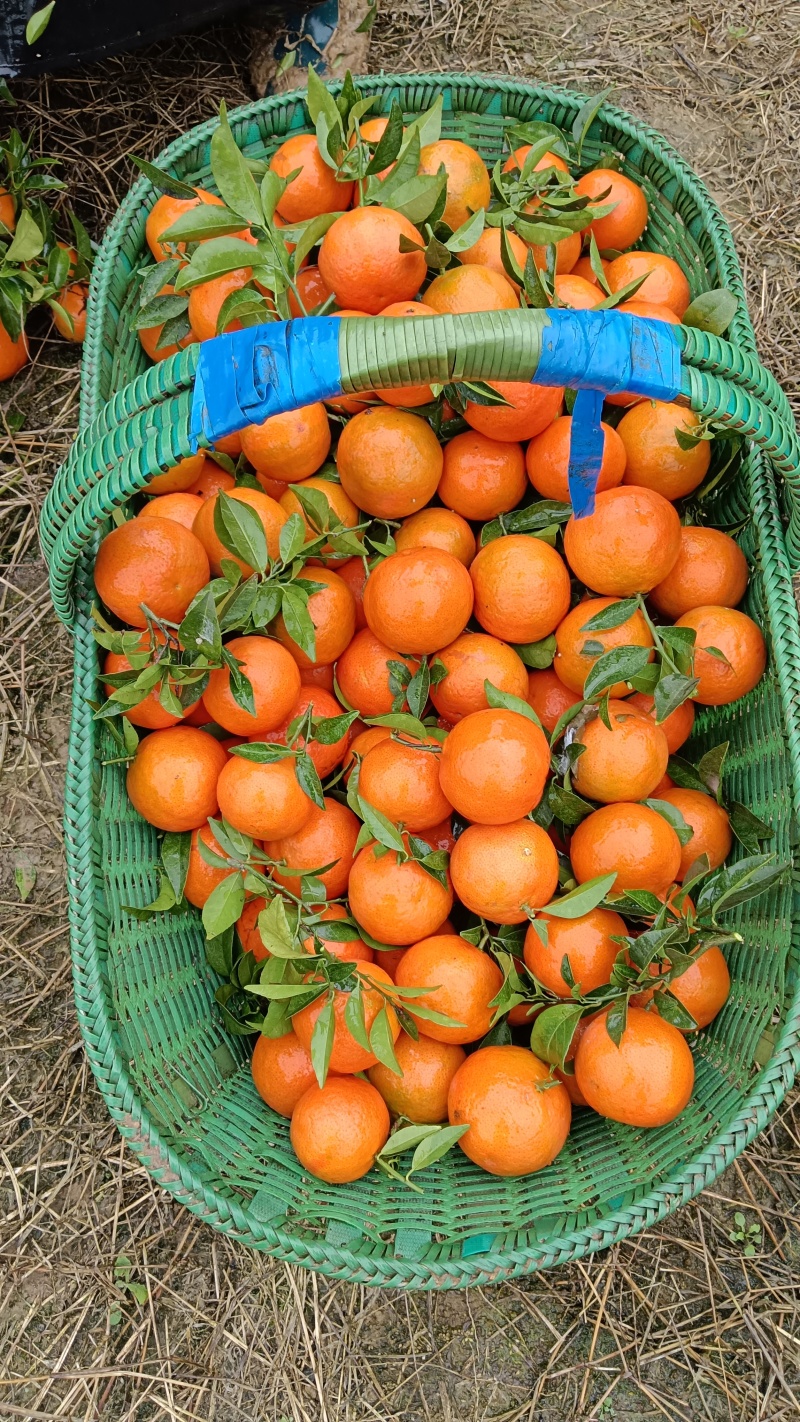 世纪红，高山蜜橘，
