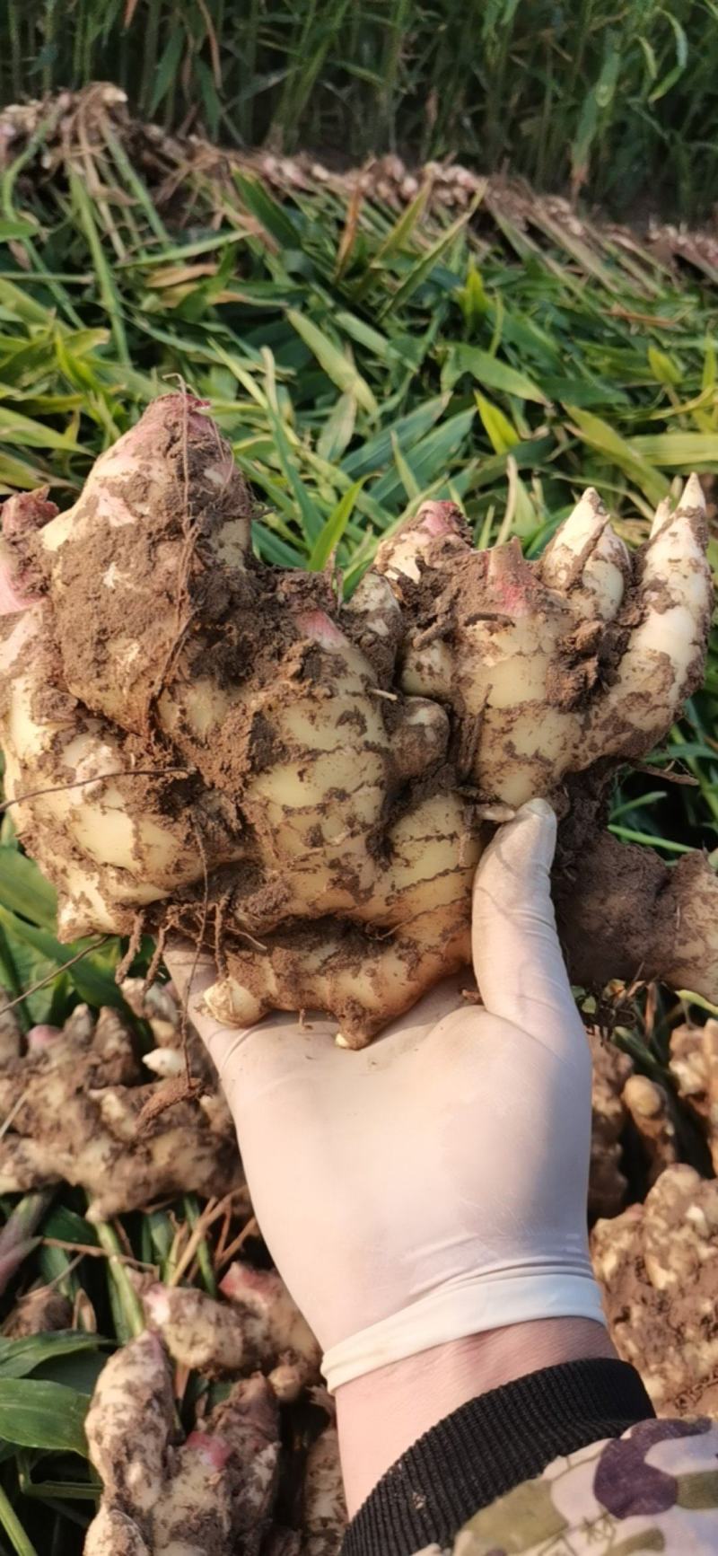 河南新鲜大黄姜