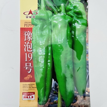 金隆祥豫泡19号辣椒种子品种，杂交一代早熟品种种子