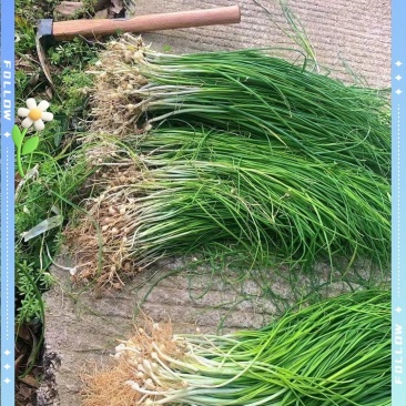产地沙葱全棵纯野生，小根蒜薤白欢迎各位老板咨询采购