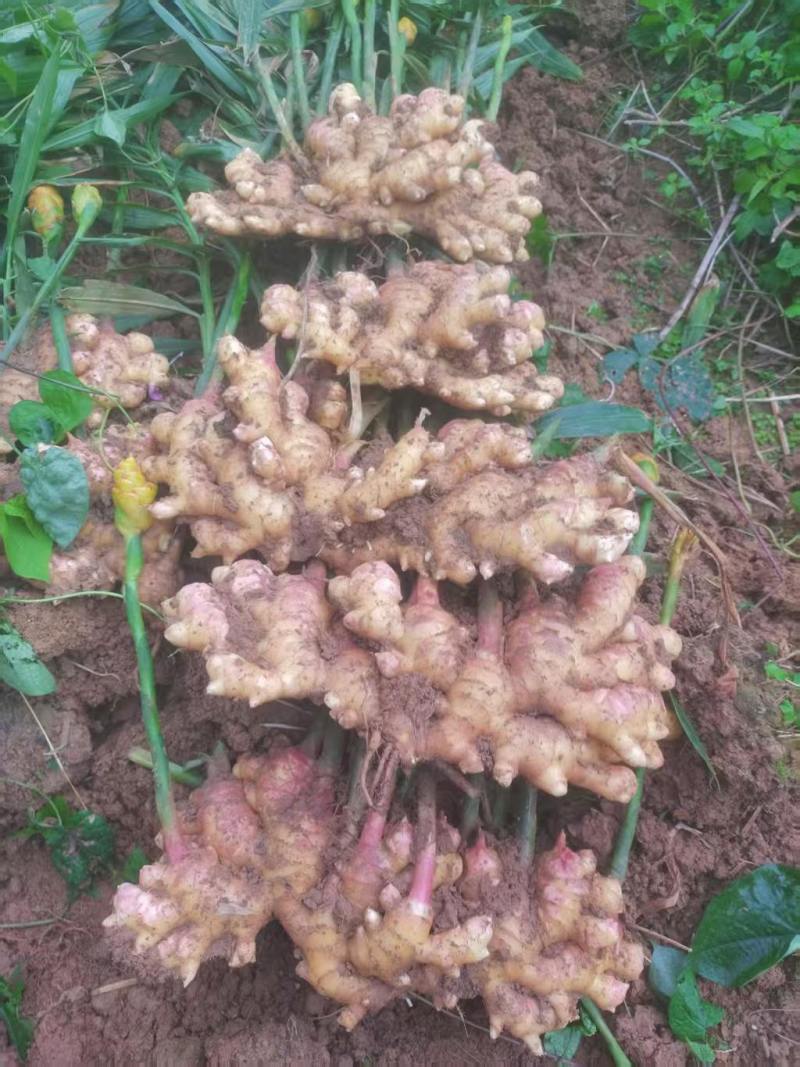 云南文山地产湖南二号青苗姜姜块饱满产地直出一手货源可电联