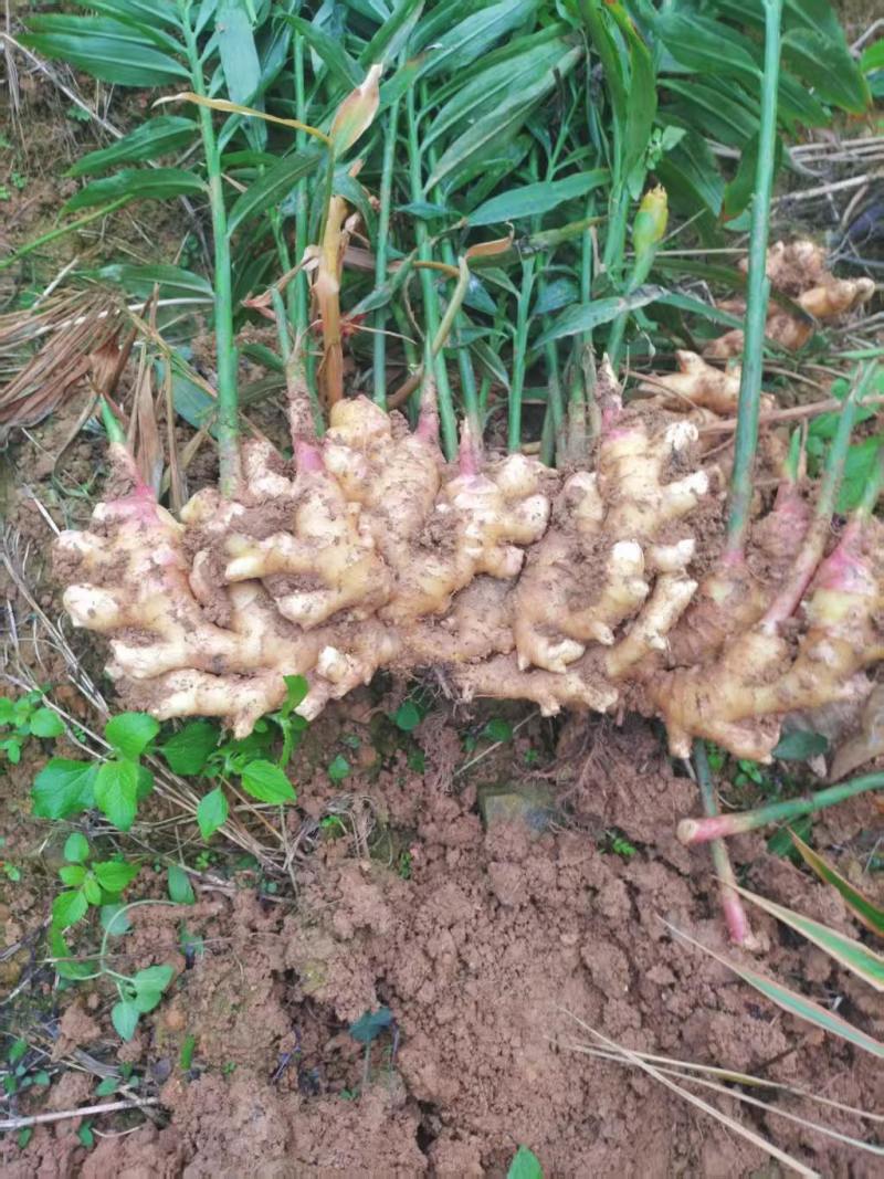云南文山地产湖南二号青苗姜姜块饱满产地直出一手货源可电联