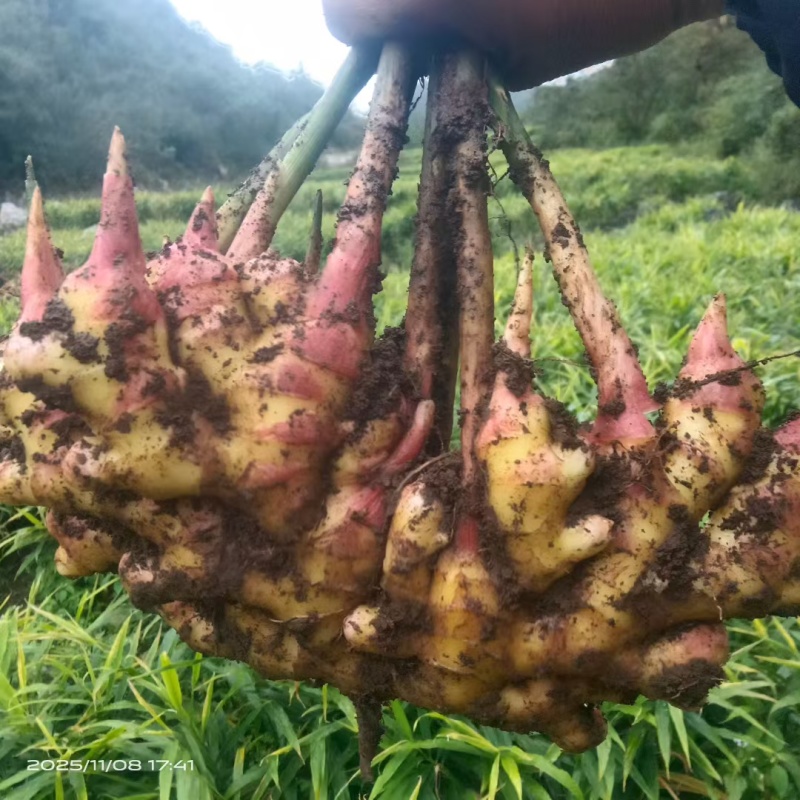 云南文山地产湖南二号青苗姜姜块饱满产地直出一手货源可电联