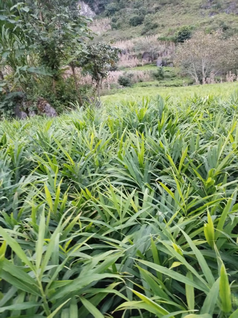 云南文山地产湖南二号青苗姜姜块饱满产地直出一手货源可电联