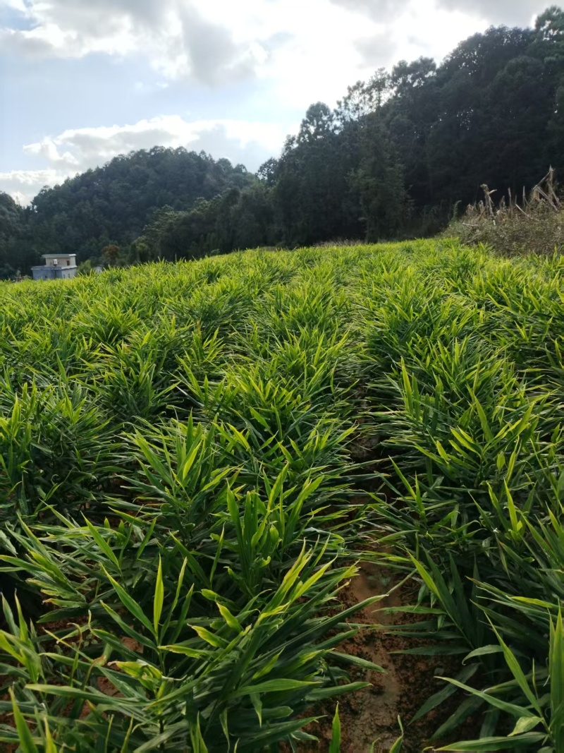 云南文山地产湖南二号青苗姜姜块饱满产地直出一手货源可电联