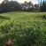 云南文山地产湖南二号青苗姜姜块饱满产地直出一手货源可电联