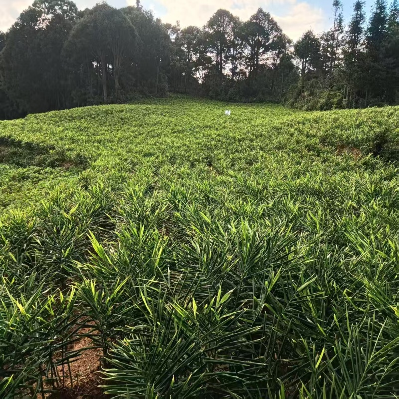 云南文山地产湖南二号青苗姜姜块饱满产地直出一手货源可电联
