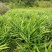 云南文山地产湖南二号青苗姜姜块饱满产地直出一手货源可电联