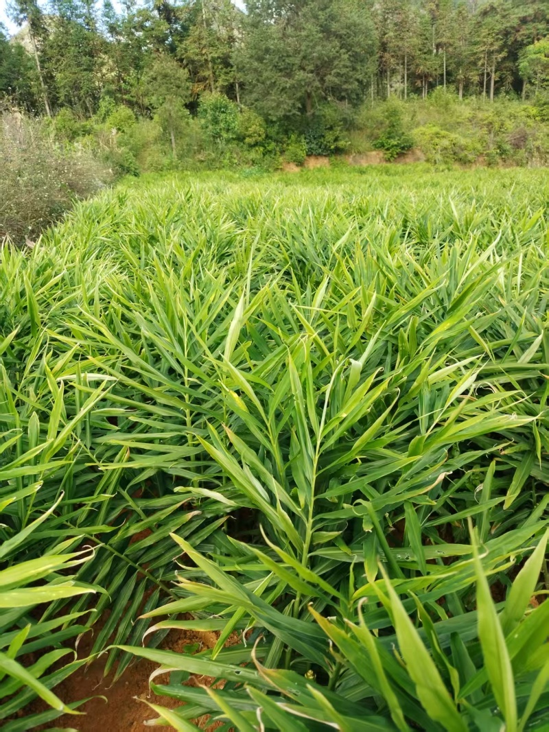 云南文山地产湖南二号青苗姜姜块饱满产地直出一手货源可电联