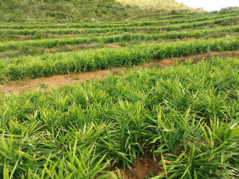 云南文山地产湖南二号青苗姜姜块饱满产地直出一手货源可电联