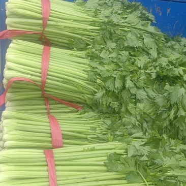 芹菜大量有货，价格优惠。长年发货