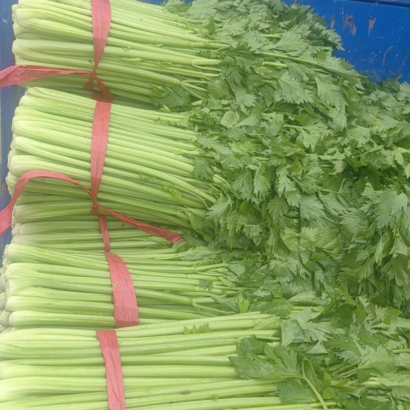 芹菜大量有货，价格优惠。长年发货