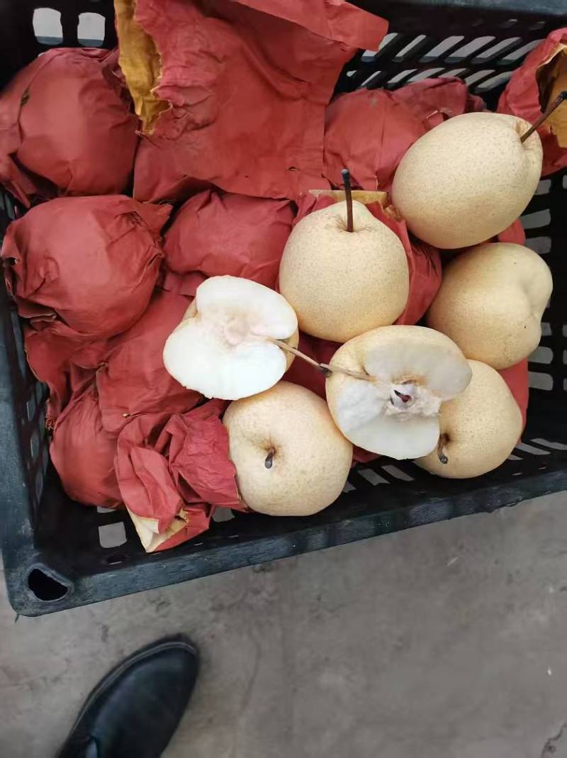 万荣纸袋酥梨脆甜汁多水分足颜色黄亮量大优惠