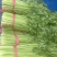 芹菜大量有货，价格优惠。长年发货