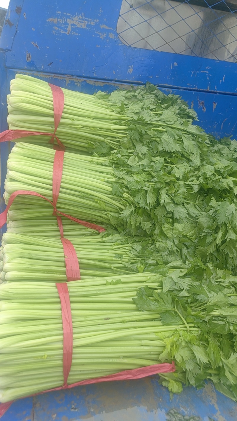 芹菜大量有货，价格优惠。长年发货