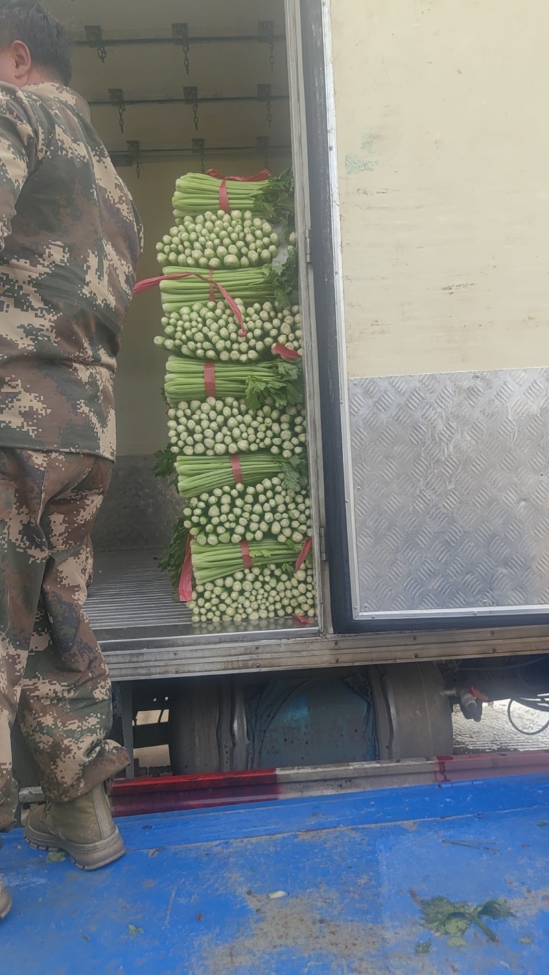 芹菜大量有货，价格优惠。长年发货