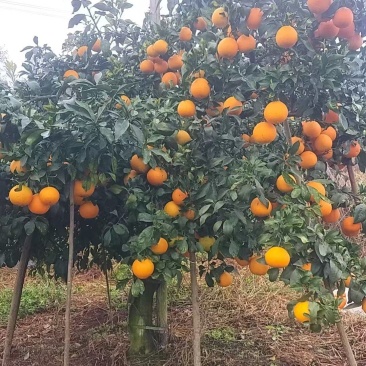自家爱媛果冻橙成熟上市