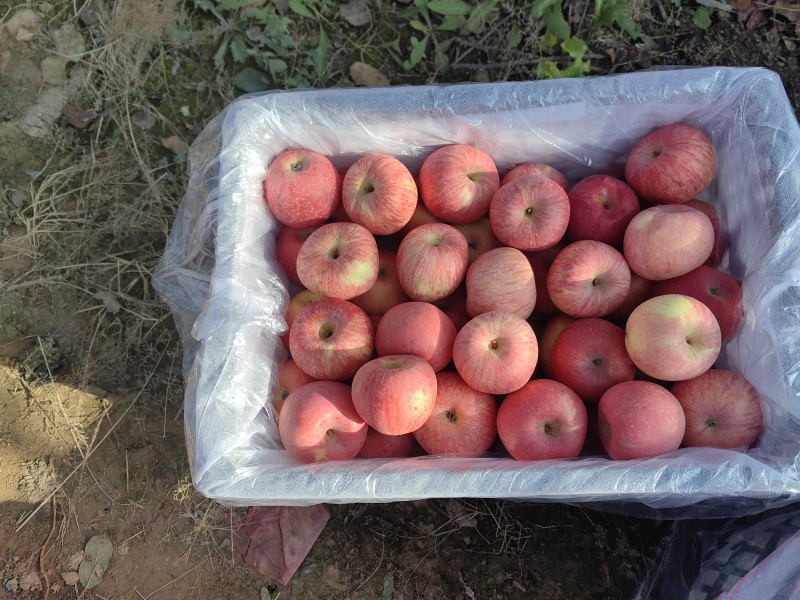 临汾市，大宁红富士