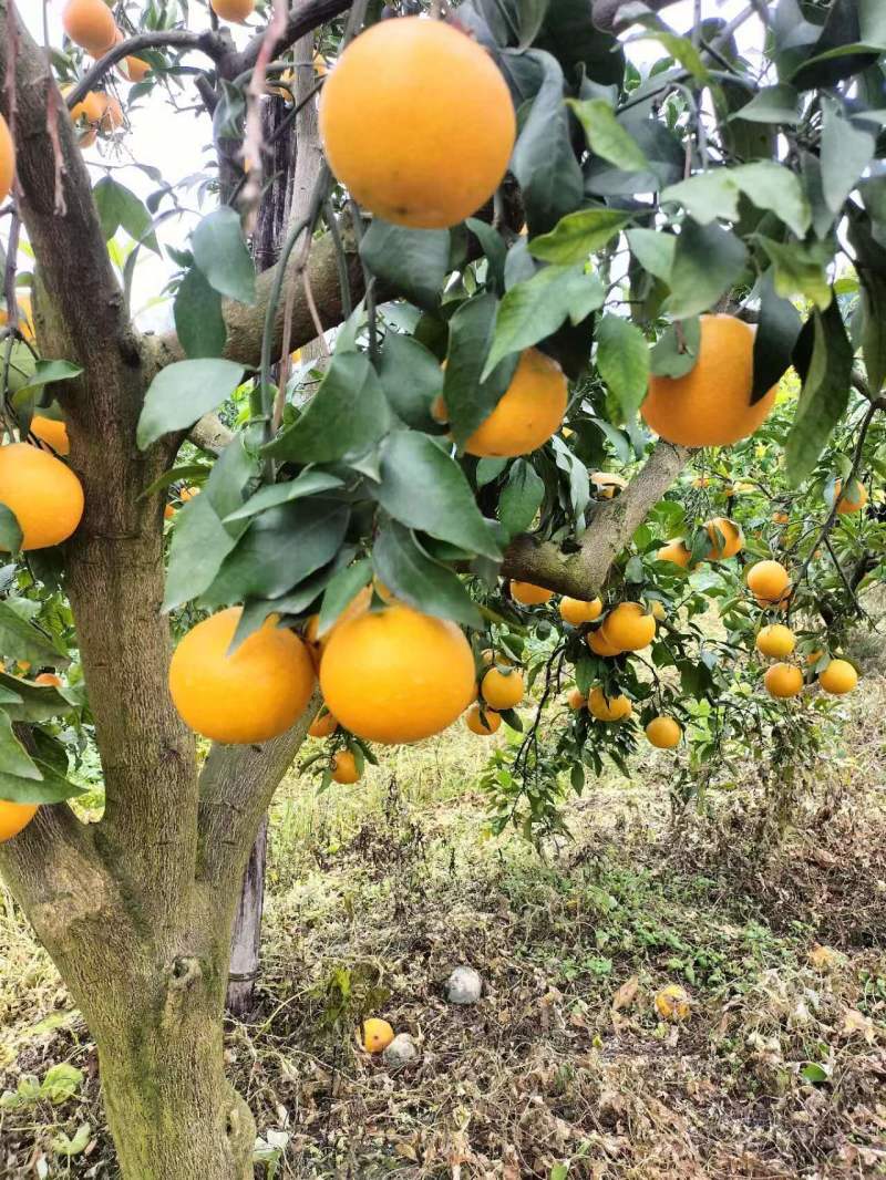 自家爱媛果冻橙成熟上市