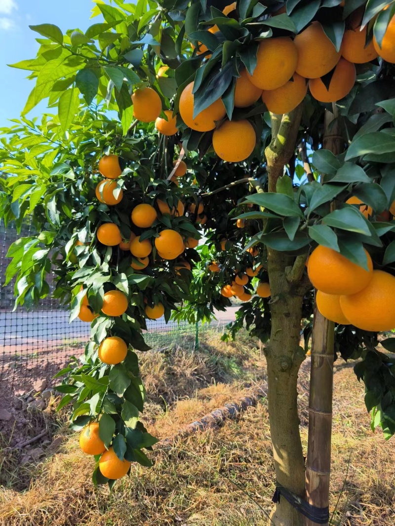 自家爱媛果冻橙成熟上市