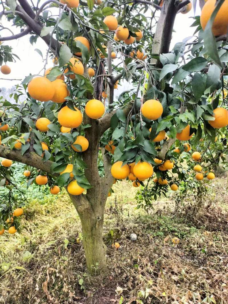 自家爱媛果冻橙成熟上市