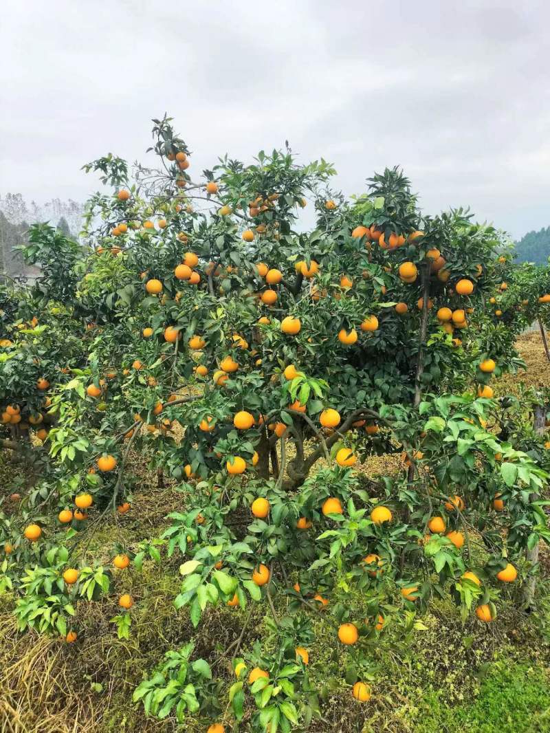 自家爱媛果冻橙成熟上市