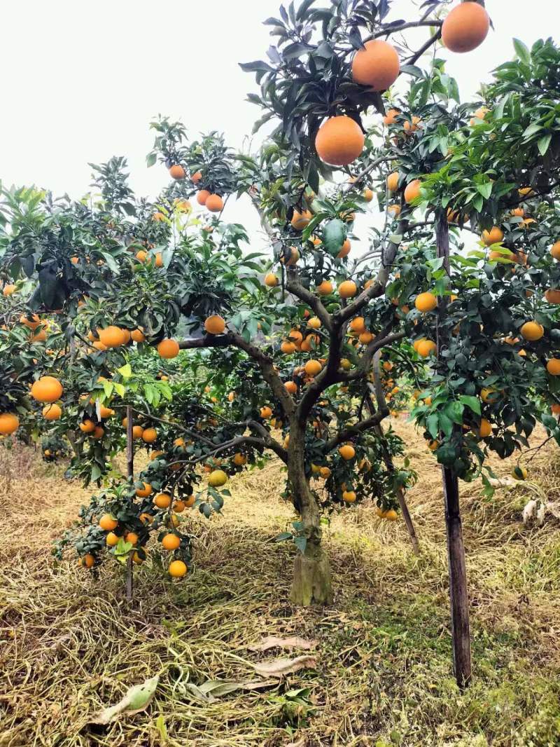 自家爱媛果冻橙成熟上市