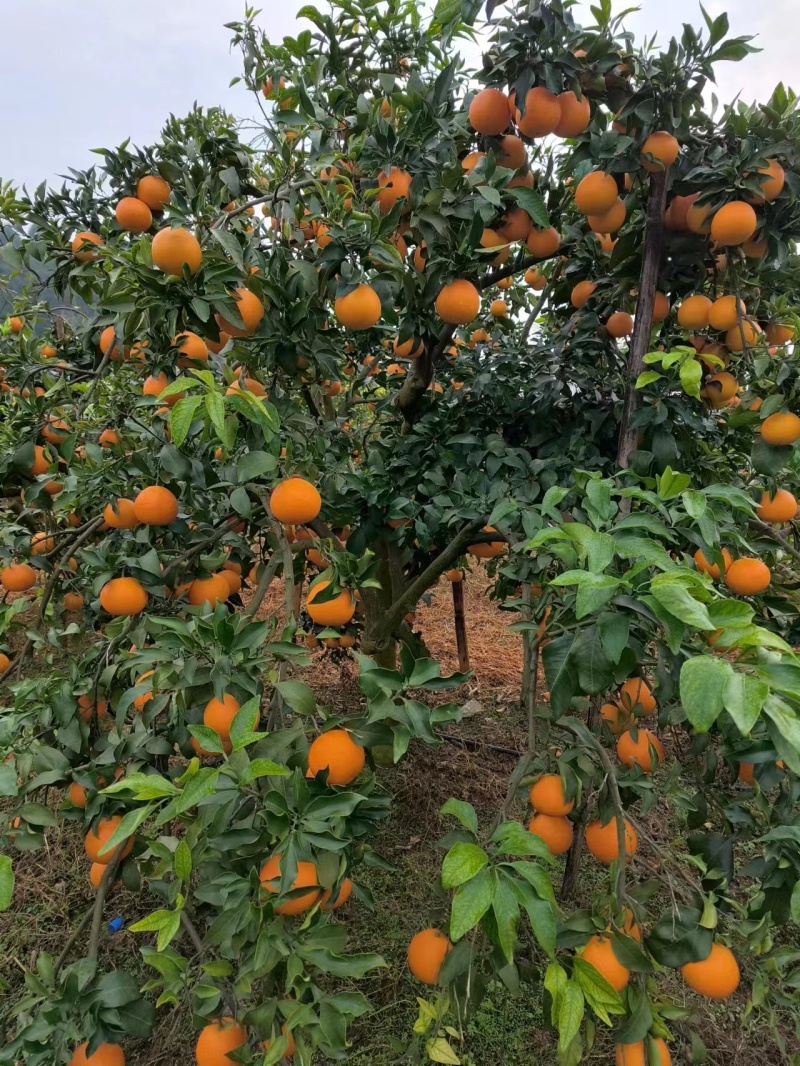 自家爱媛果冻橙成熟上市