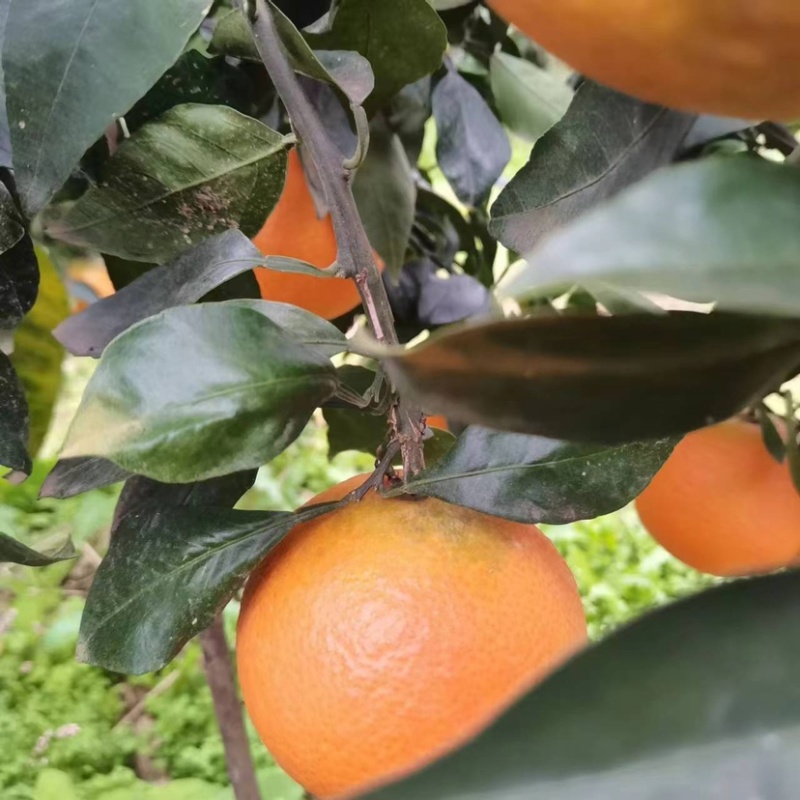 爱媛38