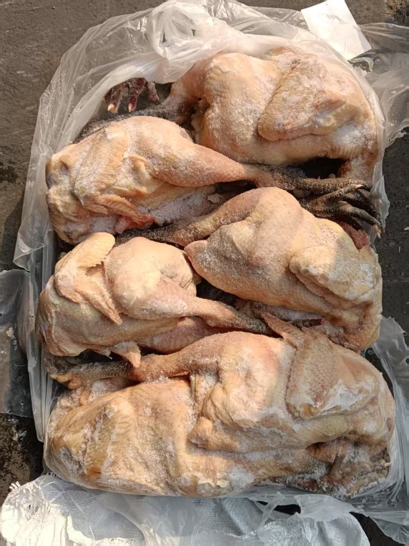 麻鸡