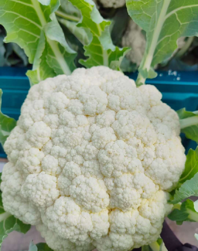 湖北松花菜有机花菜大量上市品质保证，欢迎来电咨询